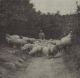 Lambert Herder met zijn schapen Lambert Herder met zijn schapen
